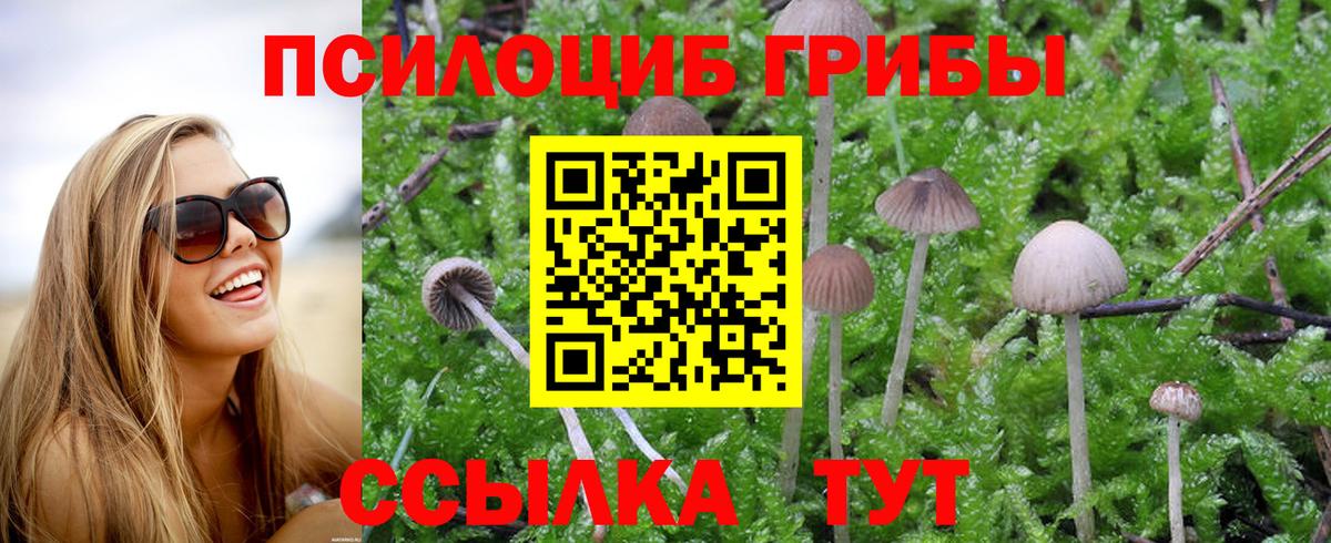 Псилоцибиновые грибы Cubensis Надым